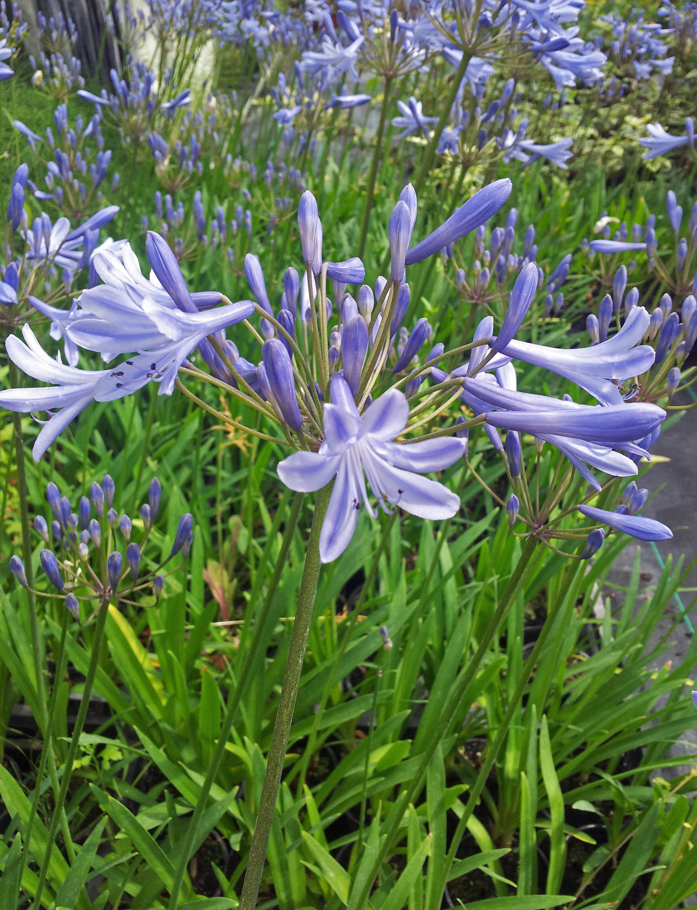 Alles, was Sie schon immer über Schmucklilien wissen wollten...