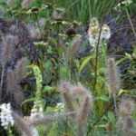 Den Garten im Herbst zum Blühen bringen