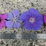 Und der schönste Storchschnabel unter den Stauden ist...