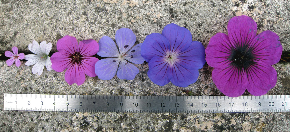 Und der schönste Storchschnabel unter den Stauden ist...