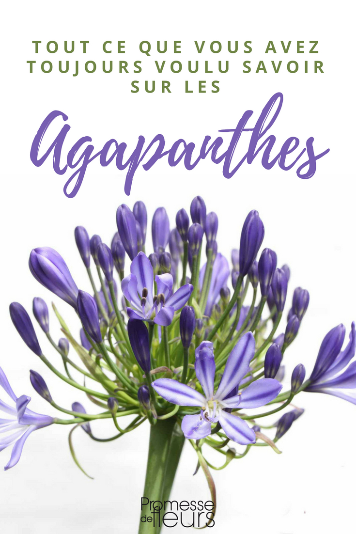 Agapanthus