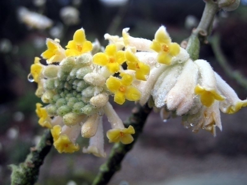 Eine prächtige Blüte, ein betörender Duft – entdecken Sie die Edgeworthia chrysantha
