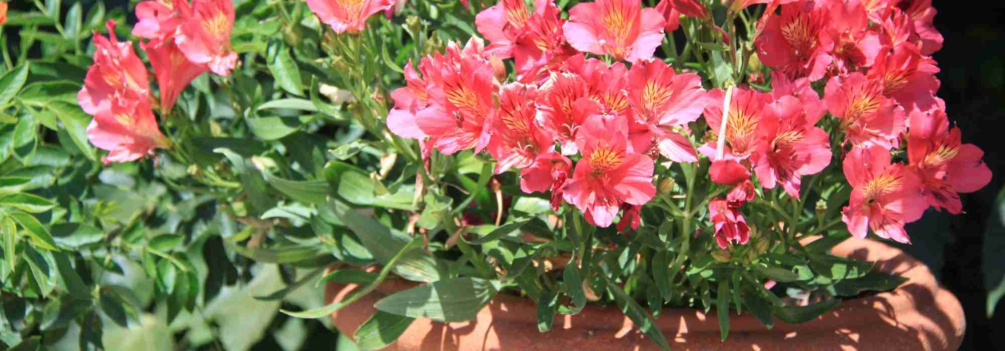 Pflanzen in Töpfen: Anbau, Pflege und Versorgung
