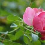 Rose im Torfbeutel oder wurzelnackt