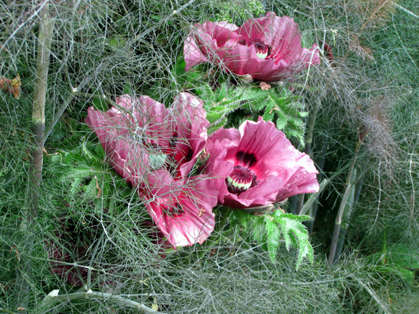 Das Spiel von Kunst und Zufall: Orientalischer Mohn 'Patty's Plum' zusammen mit Bronze-Fenchel