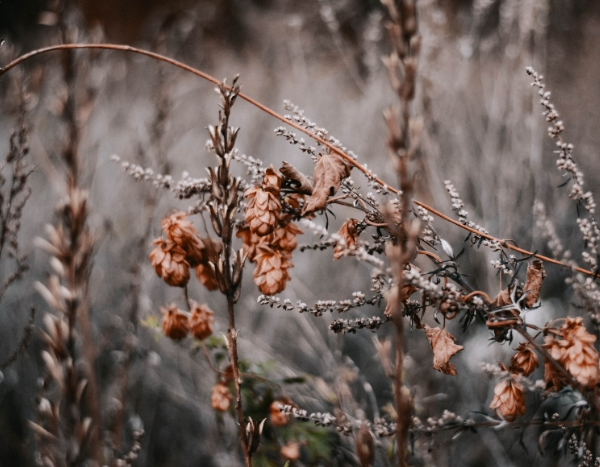Beete vor dem Winter aufräumen: Dafür oder dagegen?