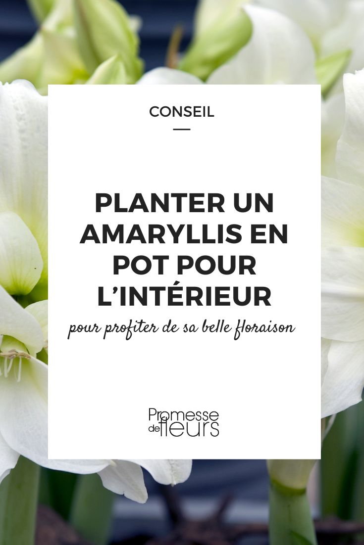 Tipps zum Einpflanzen einer Amaryllis im Topf und wie Sie ihre prächtige Blüte in Ihrem Zuhause genießen können