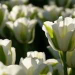 Was tun mit Tulpen nach der Blüte, um ihre Lebensdauer zu verlängern?