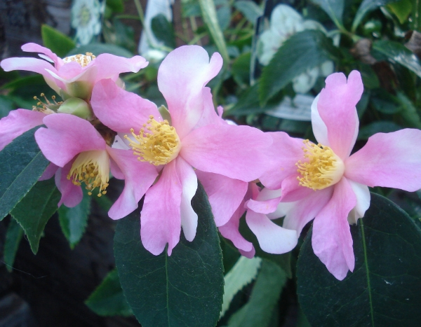 Der Camellia sasanqua Yume, ein Meister der Blüte.