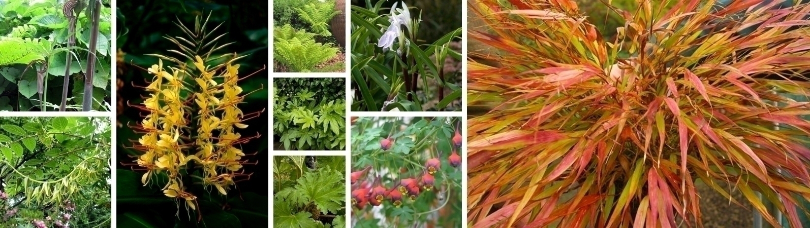 Bringen Sie Exotik in Ihre Beete!