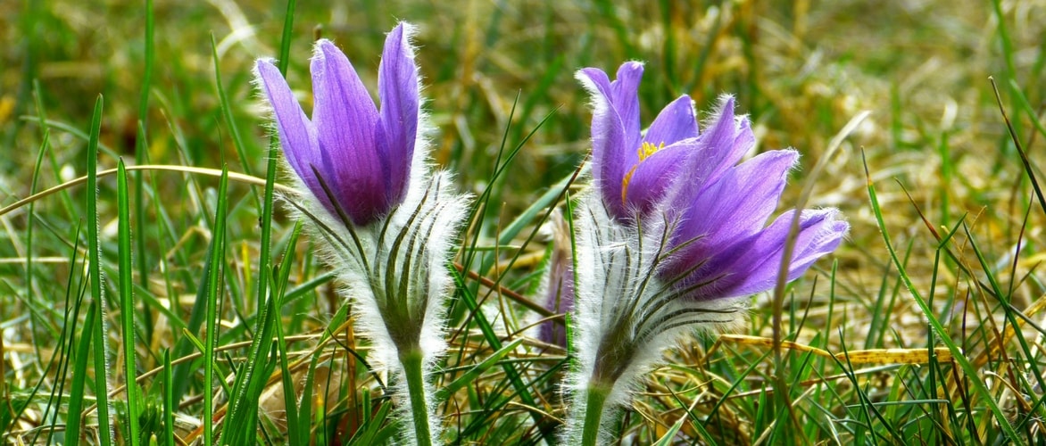 10 mehrjährige Pflanzen mit Blüte im zeitigen Frühjahr
