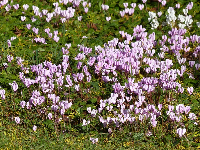 Neapolitanisches Alpenveilchen: Blütenteppiche im Herbst