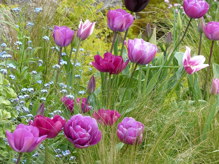Ich werde den Text "Top 15 des tulipes de mon jardin" für Sie übersetzen. Da es sich um einen Titel handelt, muss ich ihn entsprechend anpassen.

Die deutsche Übersetzung lautet: "Top 15 der Tulpen in meinem Garten"

Dies ist eine natürliche und flüssige Übersetzung, die den Titelcharakter beibehält und für ein deutschsprachiges Publikum geeignet ist.