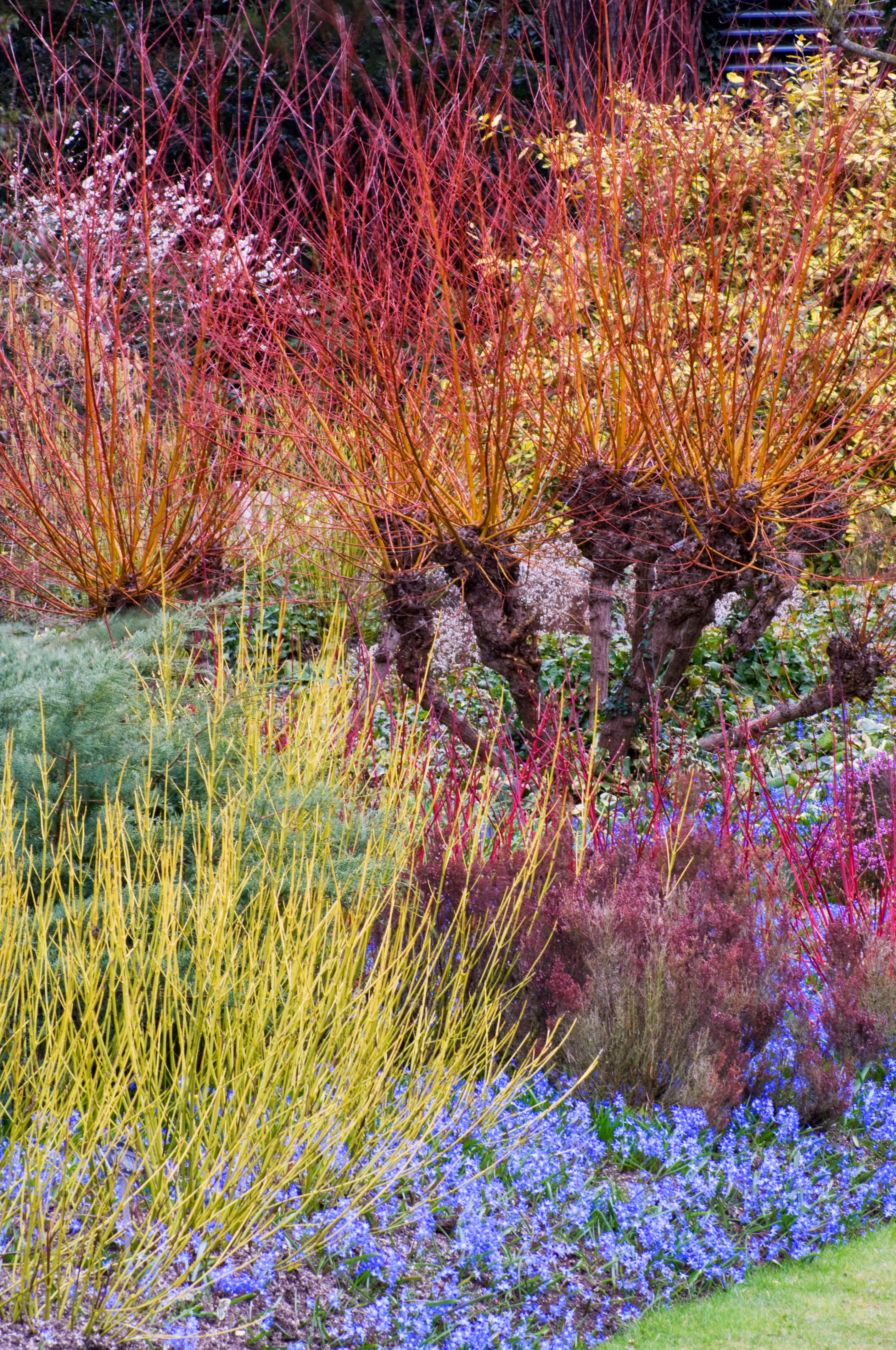 Winter im Garten: kleine Freuden im Januar