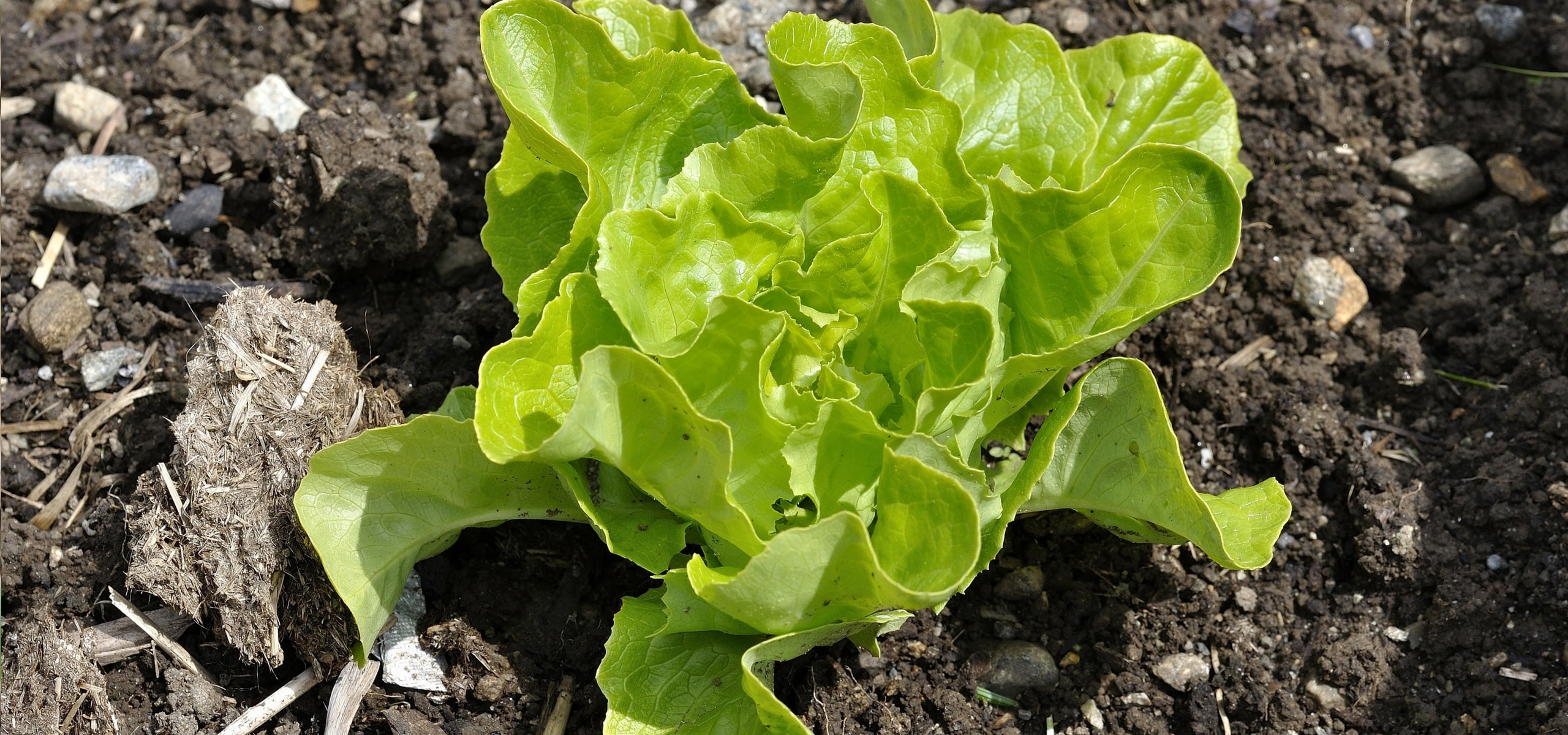 Wie gelingt die Aussaat von Salat?
