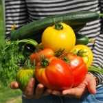 Die richtigen Tomaten wählen: Kultivieren Sie die Vielfalt im Gemüsegarten!