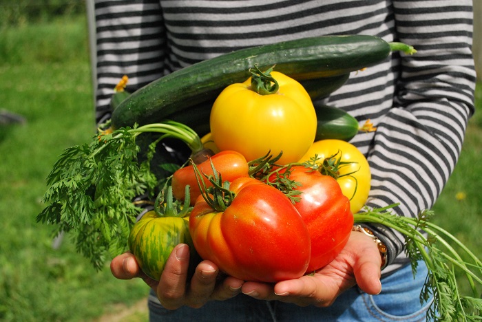 Die richtigen Tomaten wählen: Kultivieren Sie die Vielfalt im Gemüsegarten!