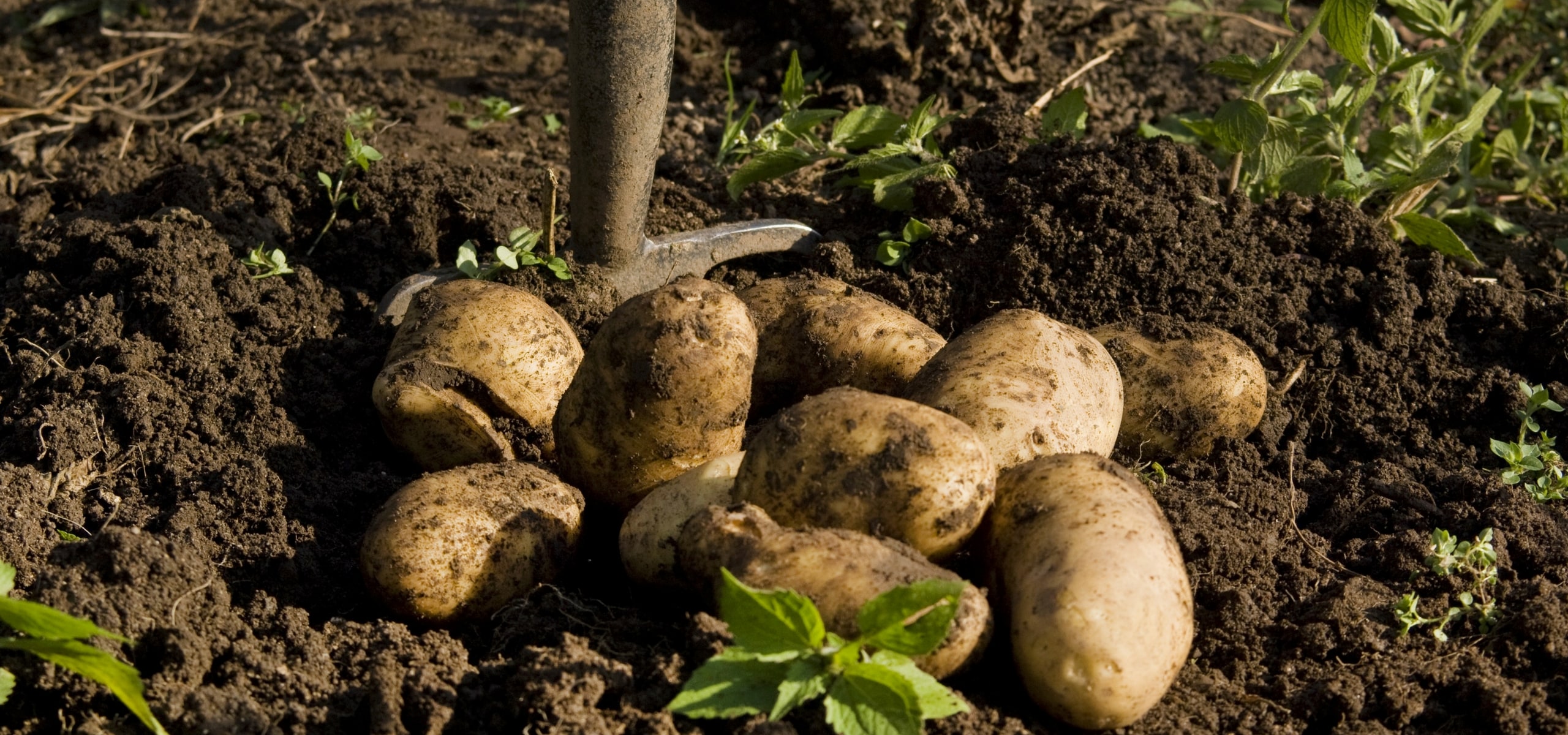 Anbau, Ernte und Lagerung von Kartoffeln