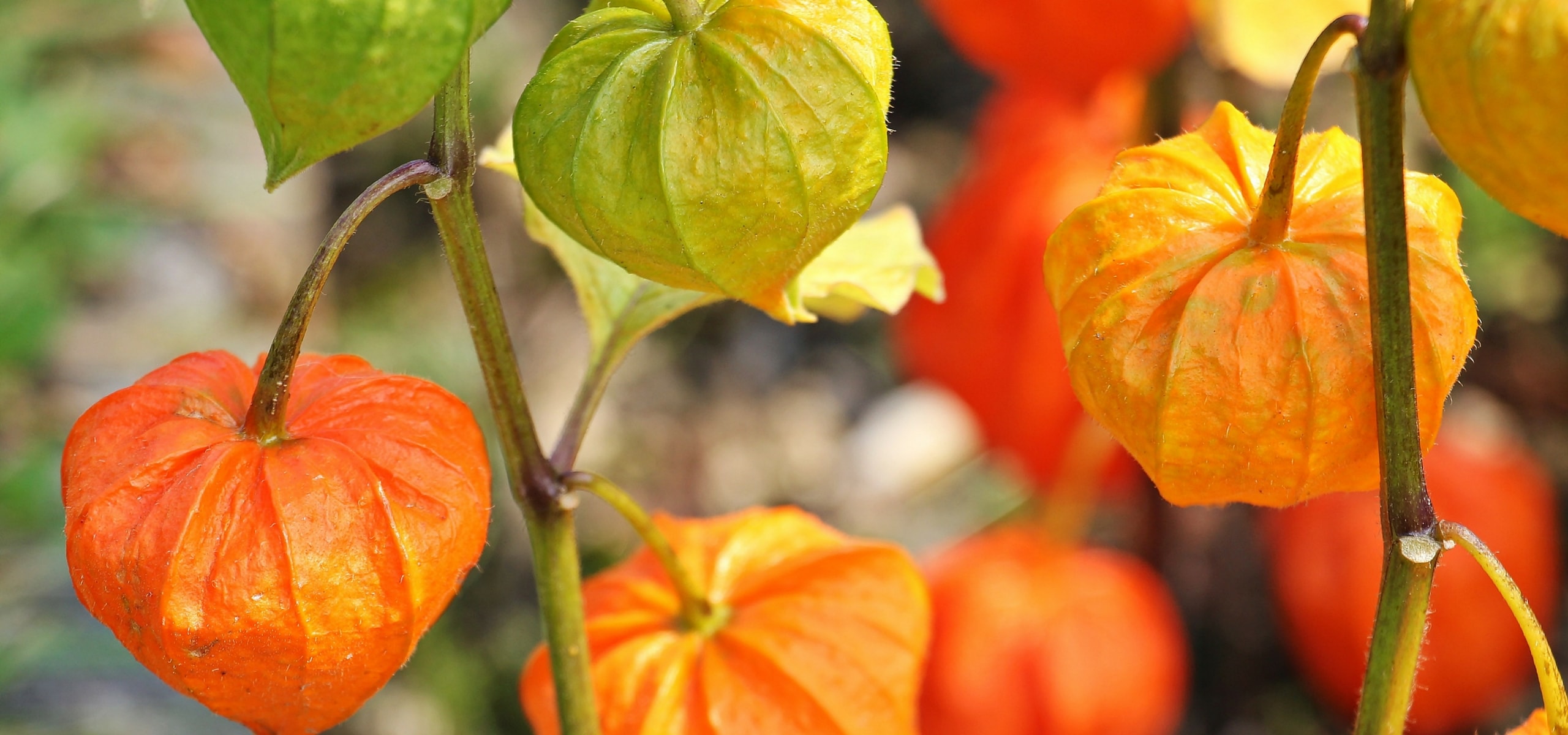 Der Anbau von Lampionblumen