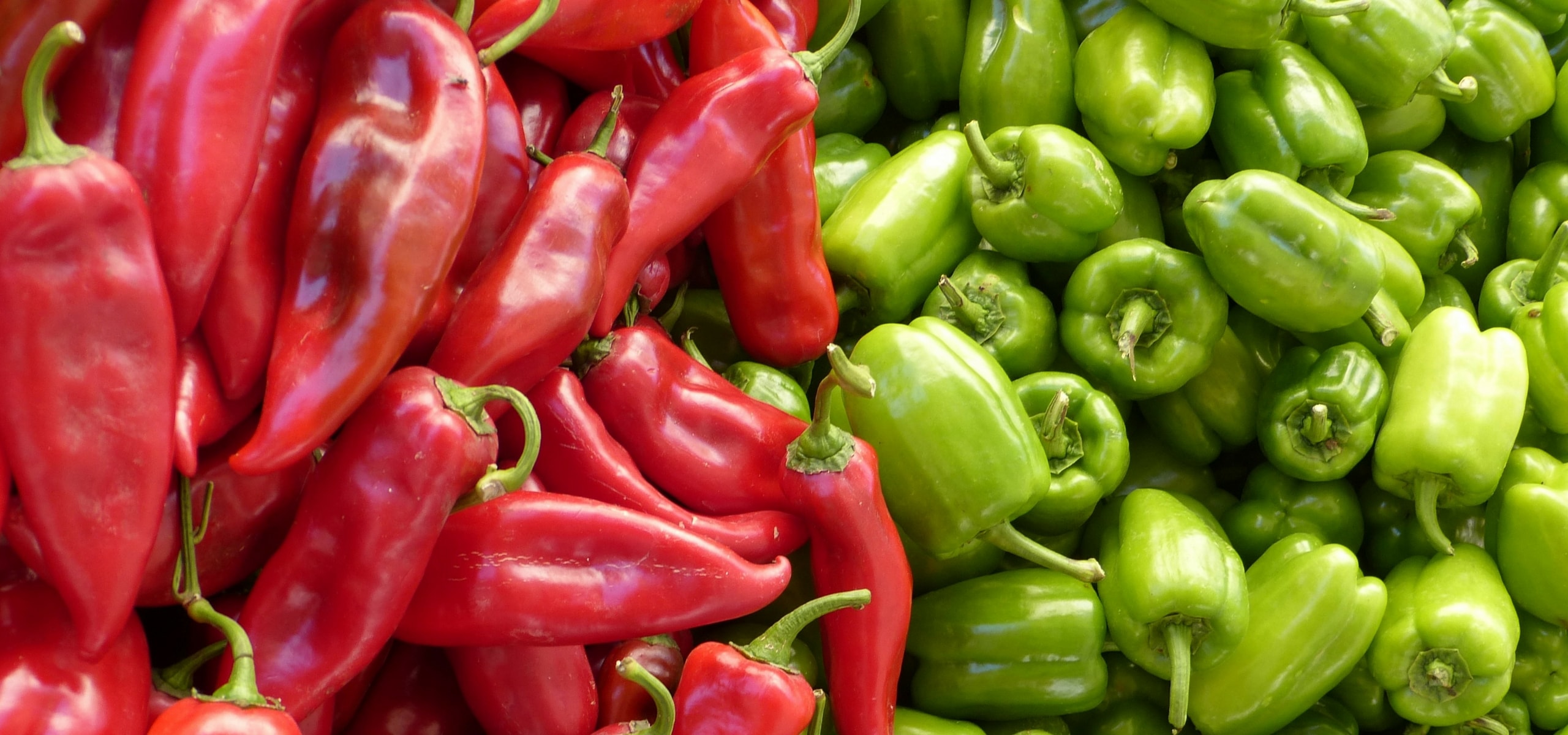 Chili und Paprika erfolgreich anbauen