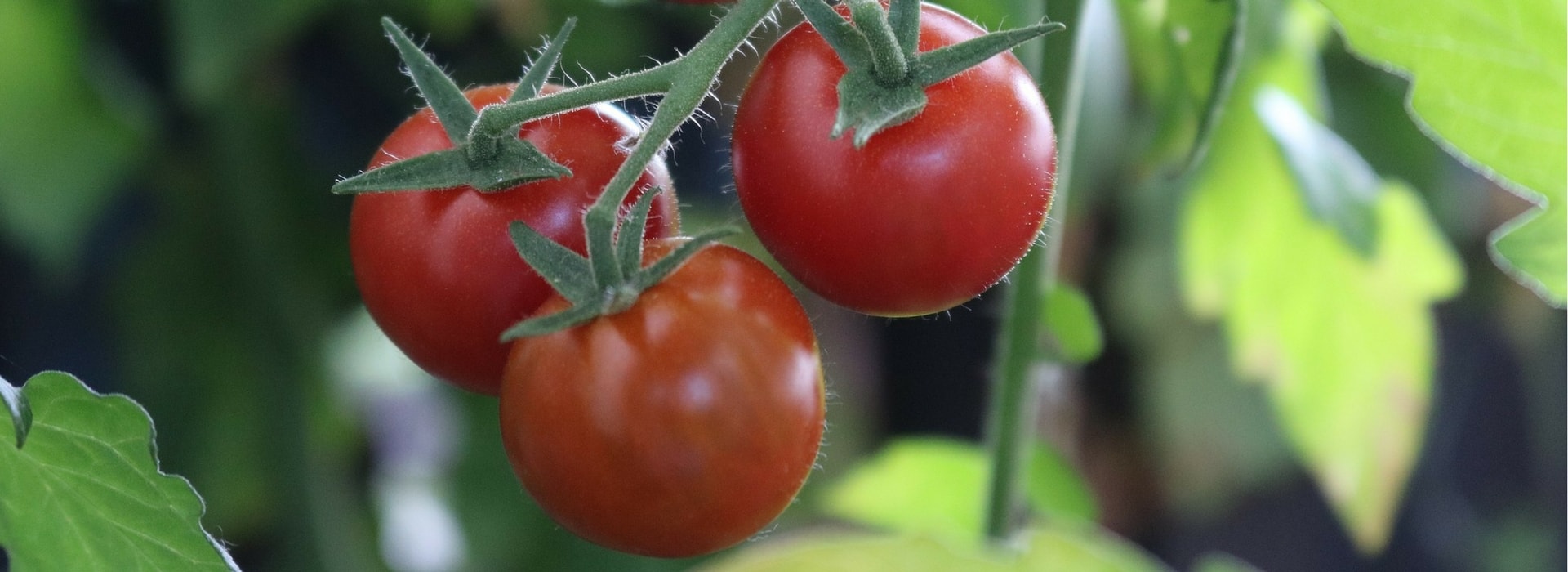 Erfolgreich Tomaten anbauen