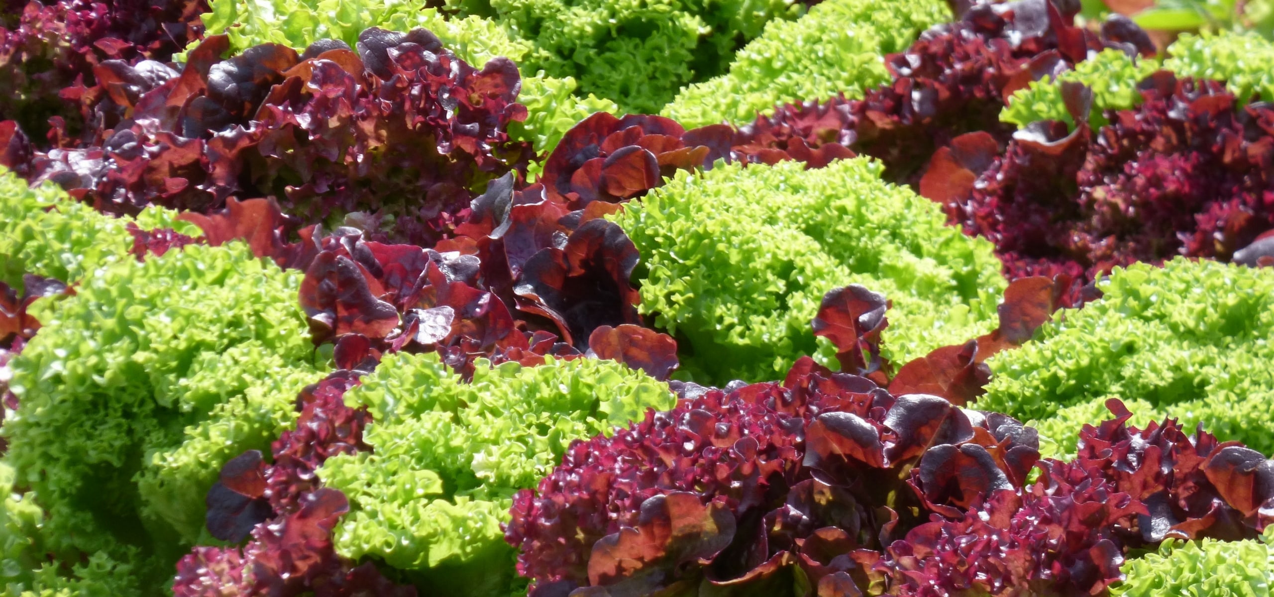 Salat erfolgreich anbauen