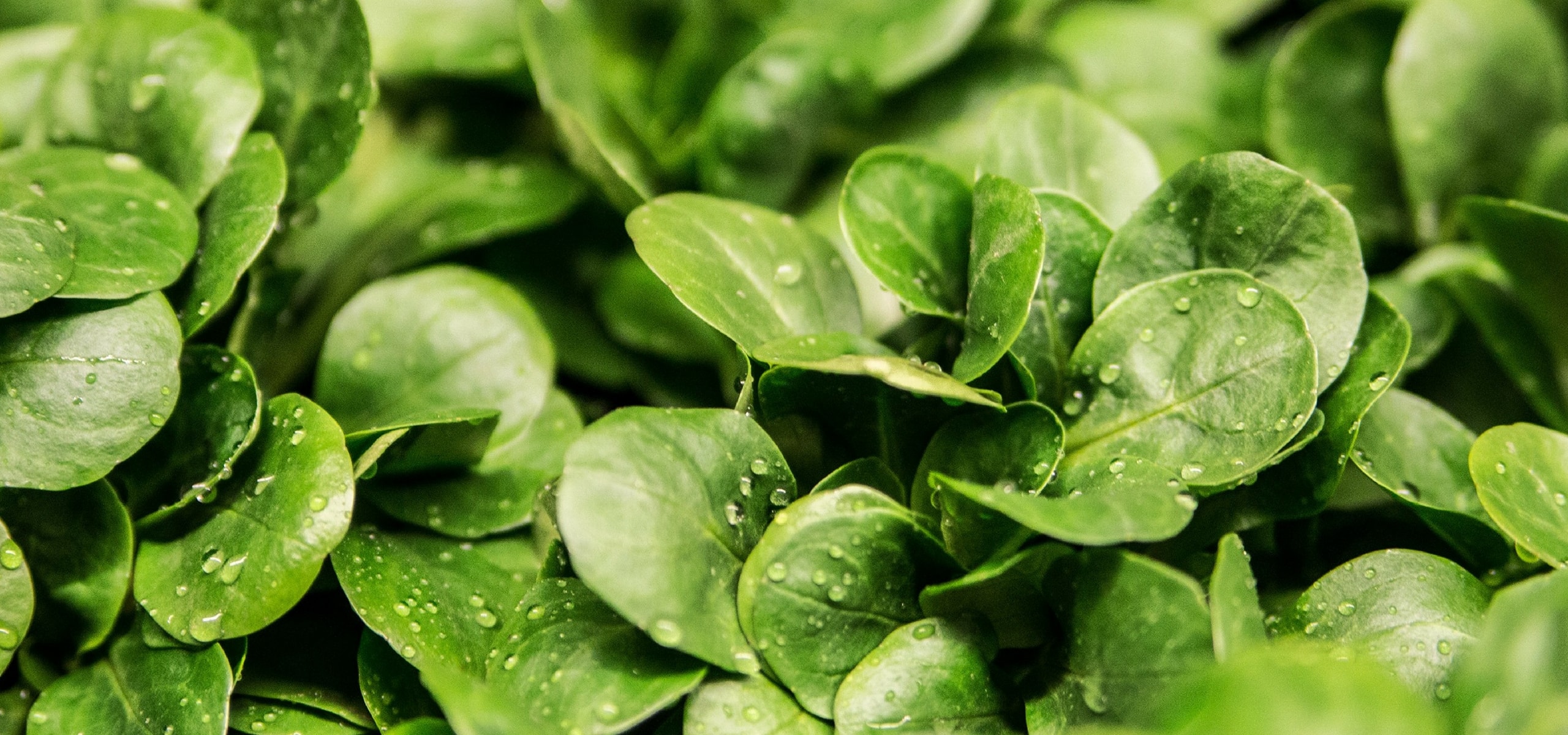Feldsalat erfolgreich anbauen