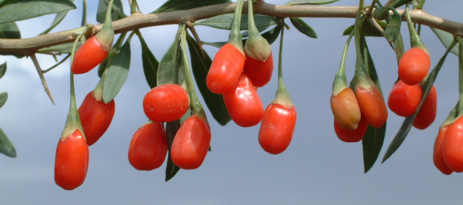 Anbau, Ernte und Trocknen von Bocksdornbeeren