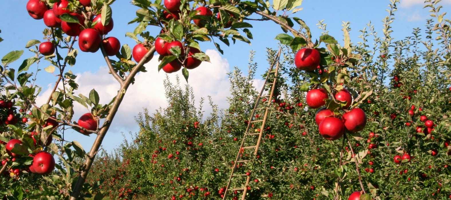 Obstbäume: Schützen Sie Ihren Obstgarten auf natürliche Weise