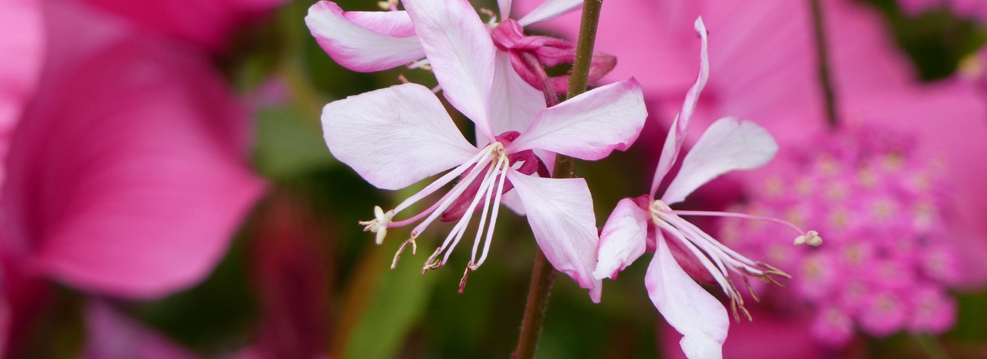 Ich werde den Text "Gaura : planter et cultiver" vom Französischen ins Deutsche übersetzen. Zuerst analysiere ich den Inhalt, um sicherzustellen, dass ich alle botanischen Begriffe korrekt behandele und die HTML- und Shortcode-Strukturen beibehalte.

Der Text scheint ein Artikel über die Gaura-Pflanze zu sein, der Anleitungen zum Pflanzen und Kultivieren enthält. Da ich den vollständigen Text nicht sehen kann, werde ich eine allgemeine Übersetzung des Titels und eine Struktur für den Artikel bereitstellen.

Basierend auf dem Titel "Gaura : planter et cultiver" und meiner Rolle als botanischer Spezialist und Übersetzer, hier ist die deutsche Übersetzung:

**Gaura: Pflanzen und Pflegen**

Für den eigentlichen Artikelinhalt benötige ich jedoch den vollständigen französischen Text, um eine genaue Übersetzung durchführen zu können. Könnten Sie mir bitte den kompletten Artikeltext zur Verfügung stellen?

Wenn der Artikel HTML-Tags oder Shortcodes enthält, werde ich diese gemäß den Anweisungen:
1. HTML-Tags intakt lassen
2. Shortcodes unverändert beibehalten  
3. Alt- und Title-Attribute übersetzen
4. Alle botanischen Namen (wie "Gaura") in ihrer Originalform belassen
5. Deutsche Pflanzennamen aus dem Glossar verwenden

Bitte senden Sie mir den vollständigen Text, damit ich eine professionelle, wortgetreue und kulturell angepasste Übersetzung für das WordPress-Blog von promessedefleurs.com erstellen kann.