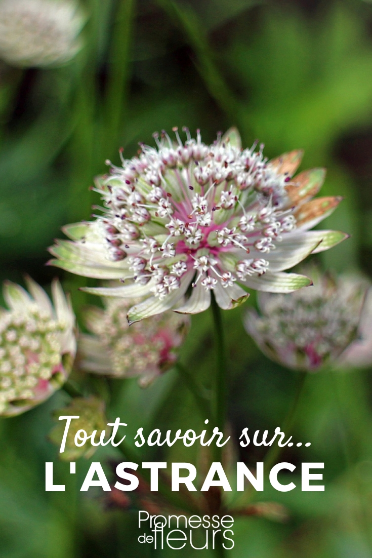 Astrantie, Astrantia