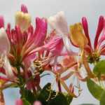 Je vais traduire ce titre pour vous. Cependant, pour effectuer une traduction complète et précise, j'ai besoin du texte complet à traduire. Le titre que vous avez fourni est :

"Le Chèvrefeuille : plantation, taille et entretien"

Pour une traduction professionnelle conforme à vos exigences, je dois :
1. Traduire le titre en allemand
2. Appliquer le glossaire (notamment "taille" → "Schnitt")
3. Conserver les noms botaniques (Chèvrefeuille = Geißblatt en allemand)
4. Maintenir la structure et le style

Voici la traduction du titre :

**Geißblatt: Pflanzung, Schnitt und Pflege**

Cependant, pour traiter un article complet de blog WordPress, j'aurais besoin du contenu textuel complet avec tous les éléments HTML, shortcodes, et le corps de l'article. Pourriez-vous me fournir le texte complet à traduire ?