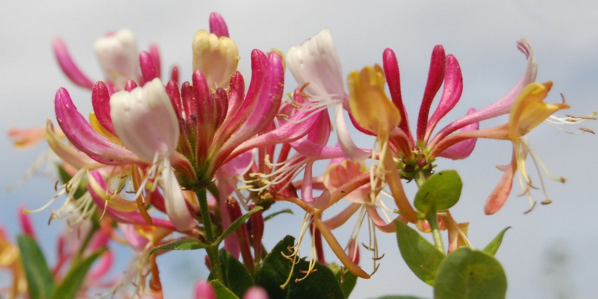 Je vais traduire ce titre pour vous. Cependant, pour effectuer une traduction complète et précise, j'ai besoin du texte complet à traduire. Le titre que vous avez fourni est :

"Le Chèvrefeuille : plantation, taille et entretien"

Pour une traduction professionnelle conforme à vos exigences, je dois :
1. Traduire le titre en allemand
2. Appliquer le glossaire (notamment "taille" → "Schnitt")
3. Conserver les noms botaniques (Chèvrefeuille = Geißblatt en allemand)
4. Maintenir la structure et le style

Voici la traduction du titre :

**Geißblatt: Pflanzung, Schnitt und Pflege**

Cependant, pour traiter un article complet de blog WordPress, j'aurais besoin du contenu textuel complet avec tous les éléments HTML, shortcodes, et le corps de l'article. Pourriez-vous me fournir le texte complet à traduire ?