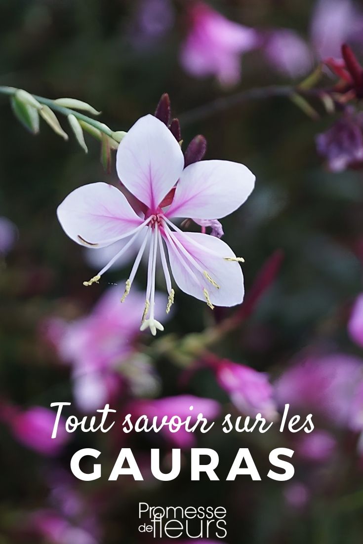 Gaura: Pflanzung, Pflege und Wartung

Die Gaura, auch bekannt als Prachtkerze, ist eine attraktive und pflegeleichte Staude, die mit ihren zarten Blüten und ihrem luftigen Wuchs jeden Garten bereichert. Hier finden Sie alles, was Sie über die Pflanzung, Pflege und Wartung der Gaura wissen müssen.

**Pflanzung:**
- **Standort:** Wählen Sie einen sonnigen Standort, da die Gaura viel Licht benötigt, um optimal zu gedeihen.
- **Boden:** Der Boden sollte gut durchlässig und nicht zu feucht sein. Die Gaura bevorzugt sandige oder lehmige Böden.
- **Pflanzzeit:** Der beste Zeitpunkt für die Pflanzung ist im Frühjahr oder Herbst.
- **Pflanzabstand:** Halten Sie einen Abstand von etwa 30 bis 50 cm zwischen den Pflanzen ein, um ausreichend Platz für das Wachstum zu gewährleisten.

**Pflege:**
- **Bewässerung:** Die Gaura ist relativ trockenheitstolerant. Gießen Sie regelmäßig, aber vermeiden Sie Staunässe.
- **Düngung:** Eine leichte Düngung im Frühjahr mit einem ausgewogenen Dünger fördert das Wachstum und die Blüte.
- **Rückschnitt:** Schneiden Sie die Pflanze im Frühjahr zurück, um neues Wachstum zu fördern und die Blüte zu verlängern.

**Wartung:**
- **Krankheiten und Schädlinge:** Die Gaura ist weitgehend resistent gegen Krankheiten und Schädlinge. Achten Sie dennoch auf Anzeichen von Mehltau oder Blattläusen und behandeln Sie diese gegebenenfalls.
- **Überwinterung:** In milden Wintern ist die Gaura winterhart. In kälteren Regionen empfiehlt sich ein leichter Winterschutz, z.B. durch Mulchen.

Mit der richtigen Pflege und Wartung wird die Gaura Ihren Garten mit ihren eleganten Blüten und ihrem anmutigen Wuchs bereichern. Genießen Sie die Schönheit dieser vielseitigen Staude!