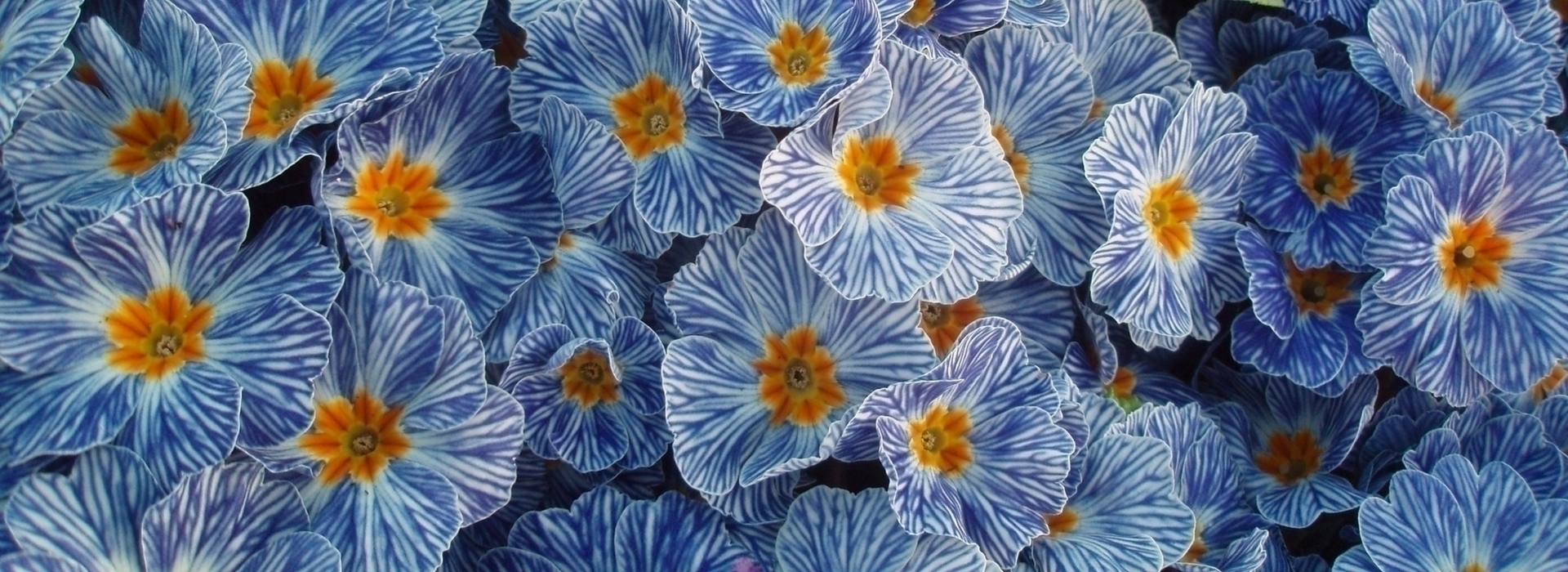 Primel: Pflanzung, Kultivierung, Pflege und Kombinationsmöglichkeiten