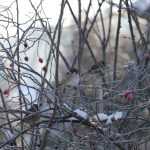 Der Kälteeinbruch steht bevor: Schützen Sie Ihren Garten