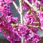 Je vais traduire ce texte du français vers l'allemand. Cependant, pour garantir la qualité de la traduction et respecter les consignes techniques, j'ai besoin du texte complet à traduire. Vous avez fourni le titre "Le Daphné : comment le planter, le cultiver et l'entretenir", mais je suppose qu'il y a un article complet à traduire.
Pourriez-vous me fournir le texte complet de l'article sur le Daphné que vous souhaitez que je traduise en allemand ? Cela me permettra de :
1. Traduire l'intégralité du contenu de manière cohérente
2. Vérifier et préserver correctement tous les éléments HTML et shortcodes
3. Appliquer la terminologie botanique appropriée
4. Maintenir le ton et le style adaptés au public germanophone
Une fois que j'aurai le texte complet, je pourrai procéder à une traduction professionnelle conforme à toutes vos exigences techniques et stylistiques.