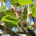 Ich werde den Text "Akebia : planter, tailler et entretenir" vom Französischen ins Deutsche übersetzen. Zuerst analysiere ich den Text, um sicherzustellen, dass ich alle Elemente korrekt behandele.
Der Text scheint ein Titel oder eine Überschrift zu sein, die sich mit der Akebia-Pflanze beschäftigt. Es geht um das Pflanzen, Schneiden und Pflegen dieser Pflanze. Gemäß dem Glossary muss ich "tailler" mit "Schnitt" übersetzen.
Da es sich um einen kurzen Titel handelt, gibt es keine HTML-Tags oder Shortcodes zu validieren. Ich werde die Übersetzung direkt durchführen.
**Übersetzung:**
Akebia: Pflanzen, Schnitt und Pflege