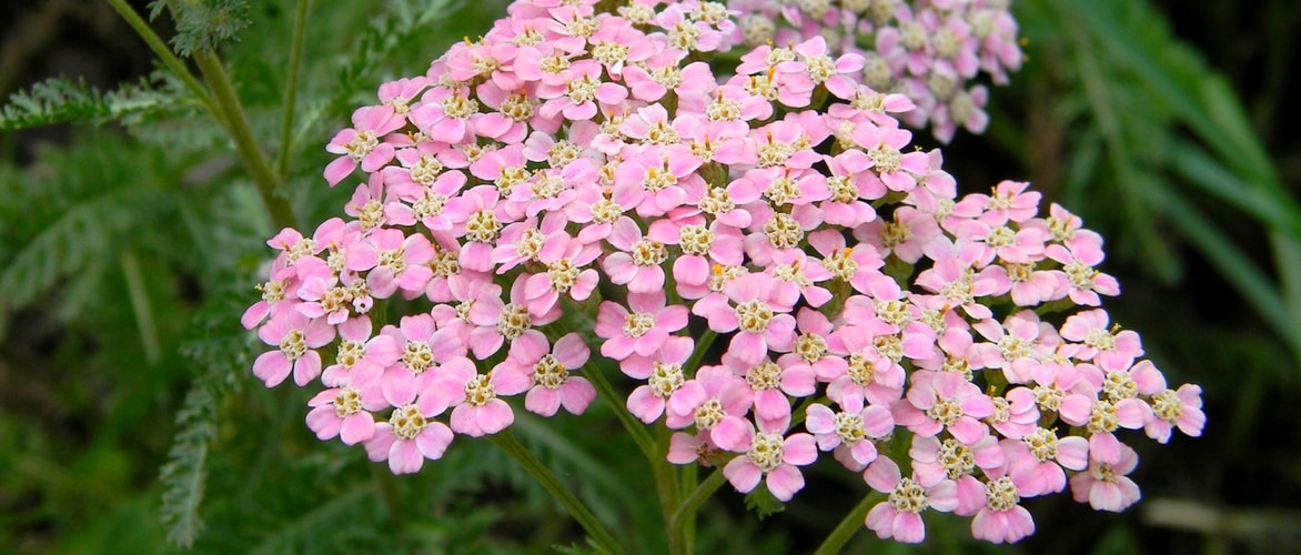 Garbe, Achillea: pflanzen, kultivieren und pflegen