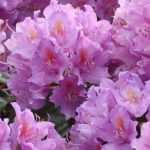 Alpenrose: Pflanzen, Kultivierung und Pflege
