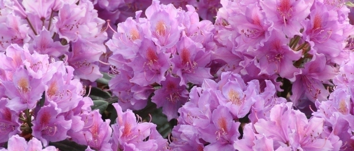 Alpenrose: Pflanzen, Kultivierung und Pflege