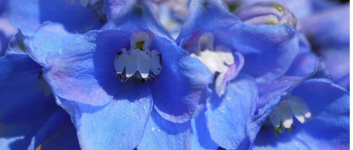 Rittersporn, Delphinium: 8 Ideen für die Kombination
