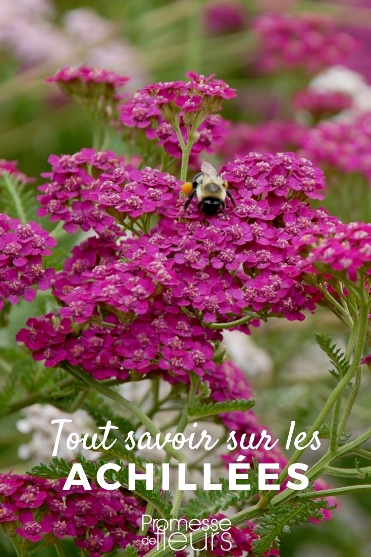 Achillea - Alles Wissenswerte