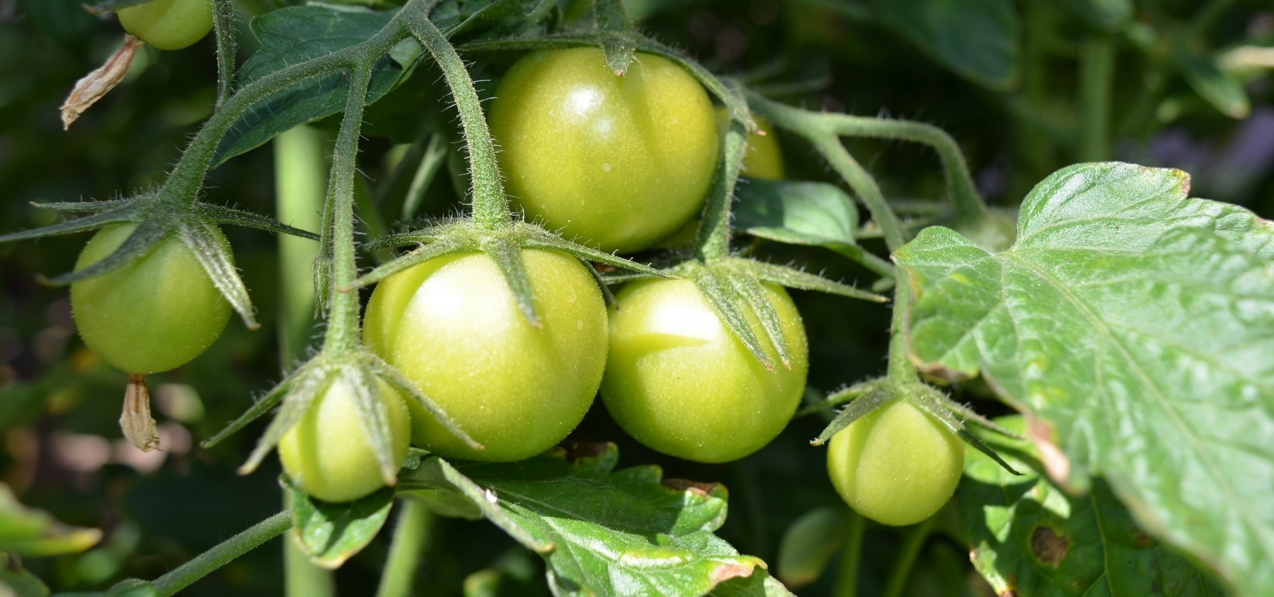 Rückschnitt und Erziehung von Tomaten