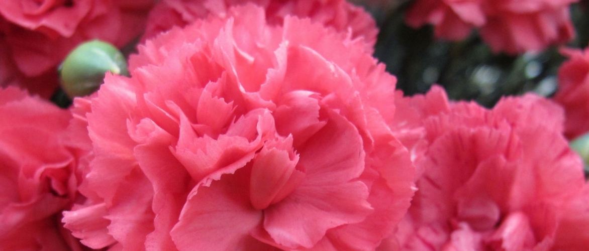Nelke oder Dianthus: 6 Ideen für die Kombination im Garten