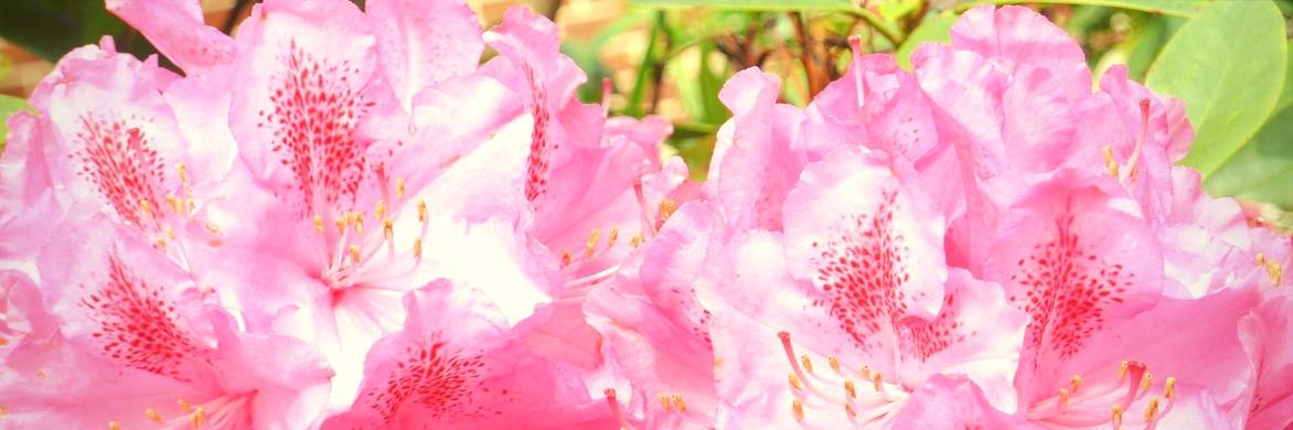Alpenrose: Rückschnitt, Krankheiten und Pflege