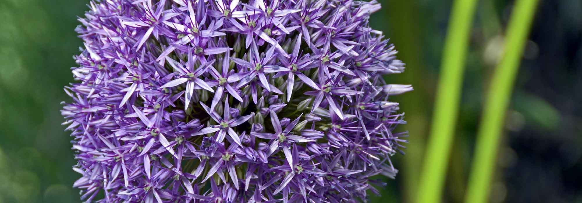 Knoblauch, Zierlauch: Pflanzung, Anbau und Pflege