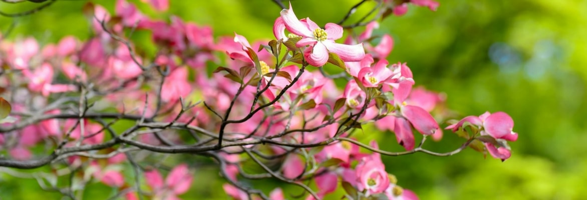 Japanische Blumen-Hartriegel: Pflanzung, Rückschnitt und Pflege