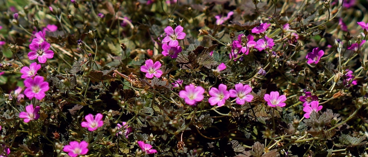 Storchschnabel 'Orkney Cherry'
