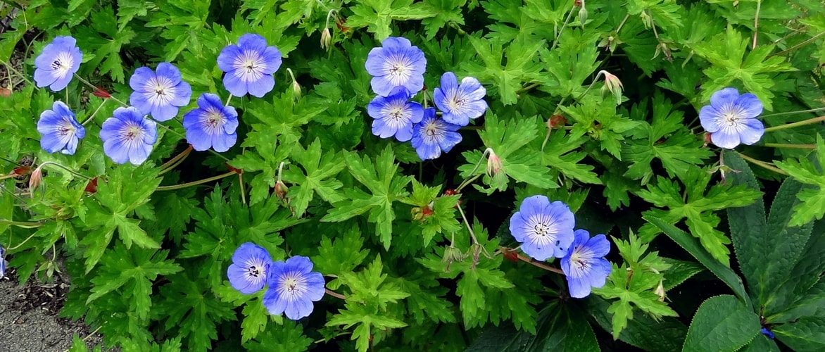 Storchschnabel 'Rozanne'